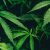My Experience With Hemp